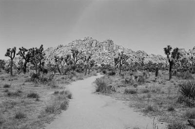 A serene desert trail at Joshua Tree National Park in California.