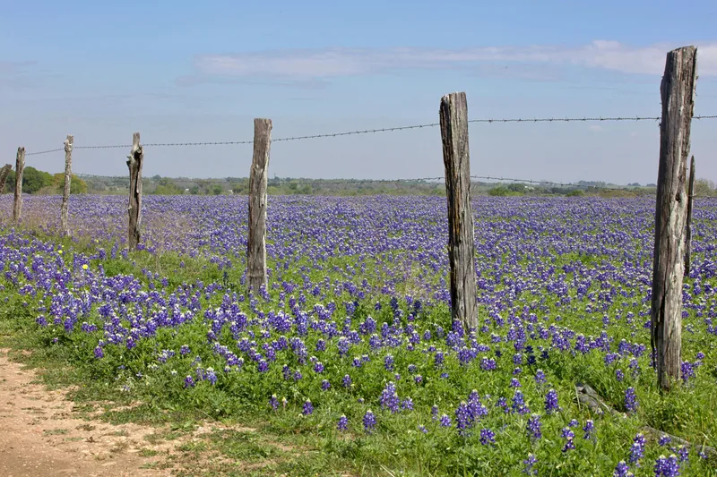 Texas